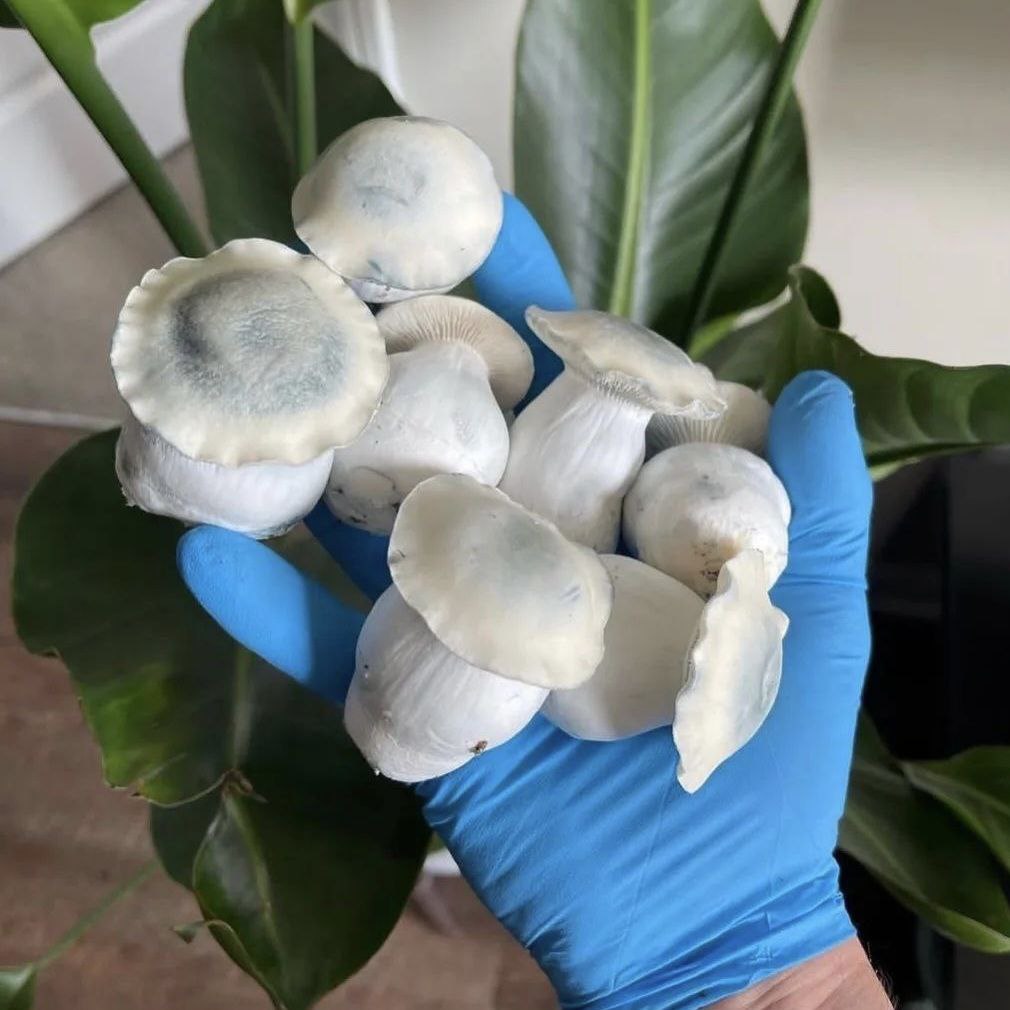 High-Quality Products