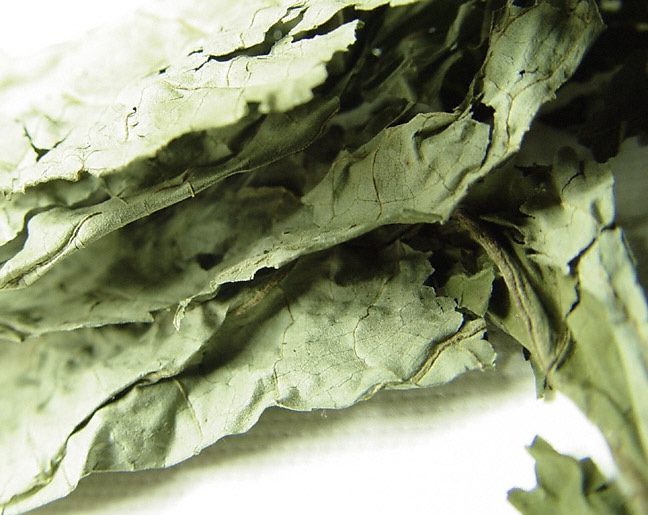 Salvia
